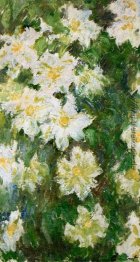 Weißer Clematis Weißer Clematis