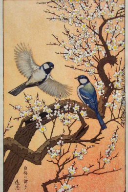 Vögel der Jahreszeiten - Frühling