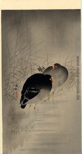 Zwei Teichhühner