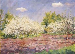 Kirschblüten