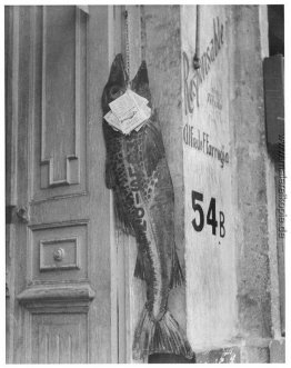 Die großen Fische die kleinen man isst
