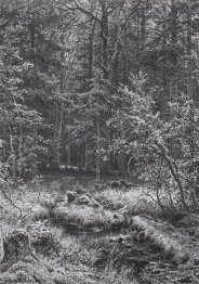 Wald Sumpf Wald Sumpf