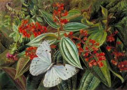 Bäume beladen mit Parasiten und Epiphyten in einem brasilianisch