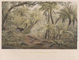 Ferntree Gully, Dandenong Ranges, Victoria