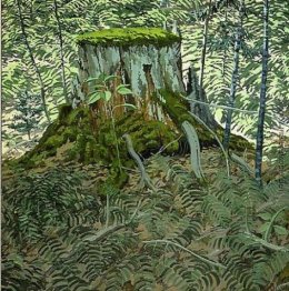 Stump und Farne Stump und Farne