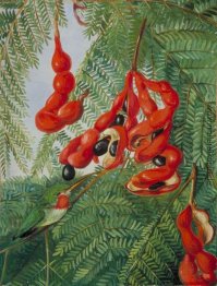 The Wild Tamarind von Jamaika mit Scarlet Pod und Barbet