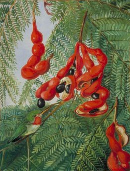 The Wild Tamarind von Jamaika mit Scarlet Pod und Barbet