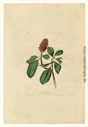 Platte 5 Bonapartes Flycatcher