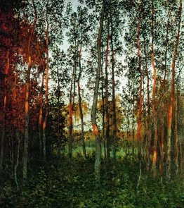 Die letzten Strahlen der Sonne. Aspen Wald.