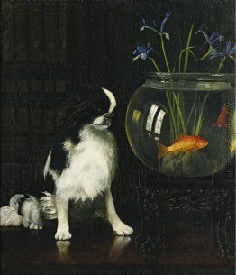 Japanese Chin und Goldfisch