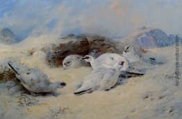 Ptarmigan Schutz suchen