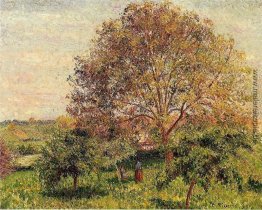 Walnussbaum im Frühjahr