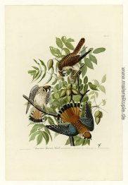 Platte 142 amerikanischen Sparrow Hawk