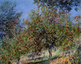 Apfelbäume auf dem Chantemesle Hill