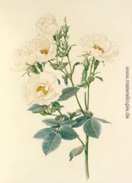Rosa alba Rosa alba