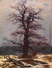 Eiche im Schnee Eiche im Schnee