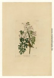 Platte 63 White-eyed Flycatcher oder Vireo