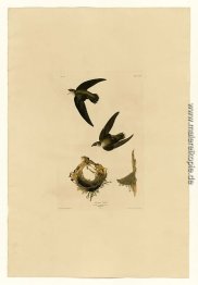 Platte 158 amerikanische Swift