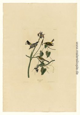 Platte 153 Yellow-Krone Warbler