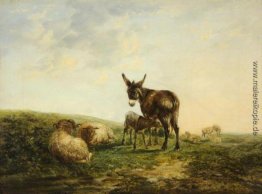 Esel und Schafe