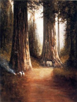 Sequoia Gigantea