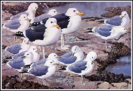 Gull Gallery