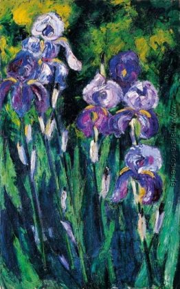 Iris im Abend-Schatten