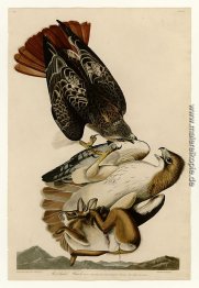 Platte 51 Rot-angebundener Falke