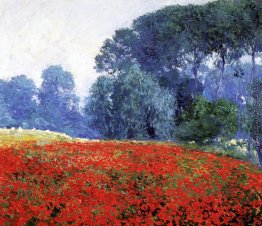 Mohnblumen-Feld