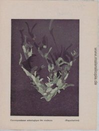 Astrologische Correspondence of Colors (Verdampfung)