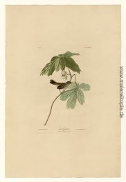 Platte 64 Swamp Sparrow