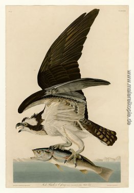 Platte 81 Fish Hawk oder Osprey