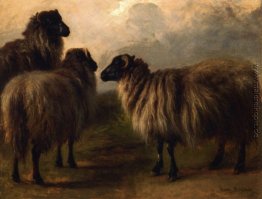 Drei Wooly Schafe