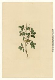 Platte 154 Tennessee Warbler