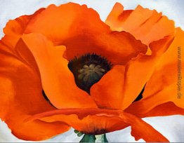 Rote Mohnblumen-