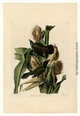Platte 7 Lila Grakle oder Common Crow Blackbird