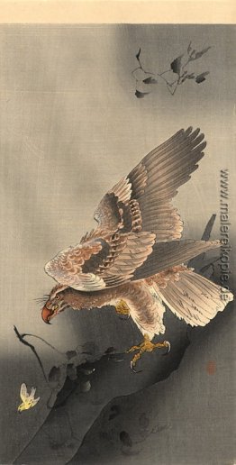 Swooping Adler