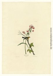 Platte 135 Blackburnian Warbler