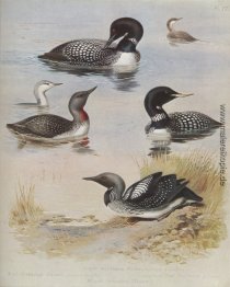 Eistaucher Eistaucher