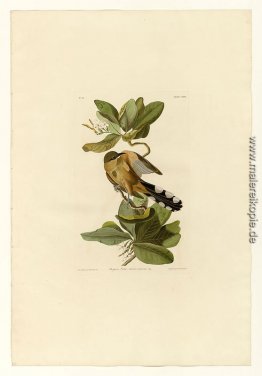 Platte 169 Mangrove Cuckoo