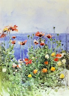Poppies, Isles of Shoals 02