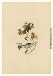 Platte 73 Hölzerne Drossel