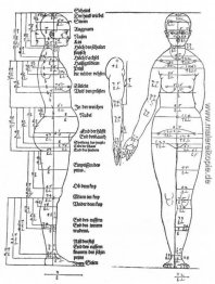 Studien zu den Proportionen des weiblichen Körpers