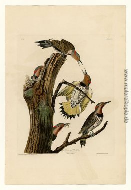 Platte 37 Golden-winged Woodpecker