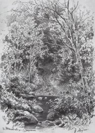 Forest Stream Forest Stream