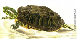 Gemälde von Trachemys scripta elegans (Wied)