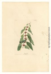 Platte 49 Blau-Grün-Waldsänger