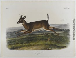 Long-tailed Deer