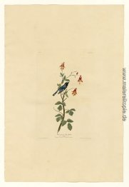 Platte 155 Schwarz-throated blauer Trällerer