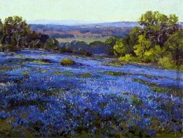 Bluebonnets, am späten Nachmittag, nördlich von San Antonio